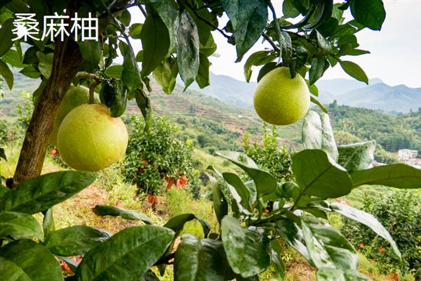 柚子的种类，常见的有安江香柚、金香柚等