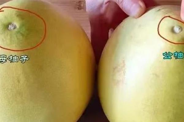 柚子的种类，常见的有安江香柚、金香柚等