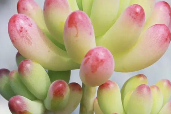 夏季怎么养乙女心，夏季处于休眠期可以直接不浇水