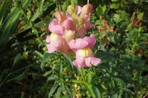 金鱼草病虫害的防治方法，常见的有茎腐病、草锈病等