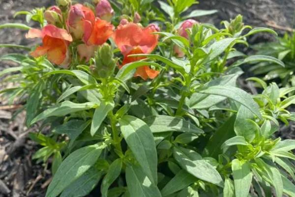 金鱼草病虫害的防治方法，常见的有茎腐病、草锈病等
