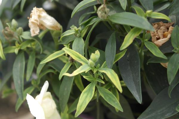 金鱼草病虫害的防治方法，常见的有茎腐病、草锈病等