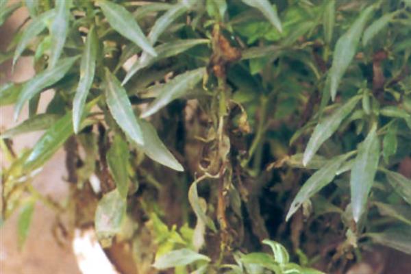 金鱼草病虫害的防治方法，常见的有茎腐病、草锈病等