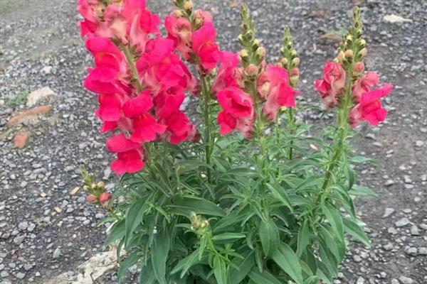 金鱼草病虫害的防治方法，常见的有茎腐病、草锈病等