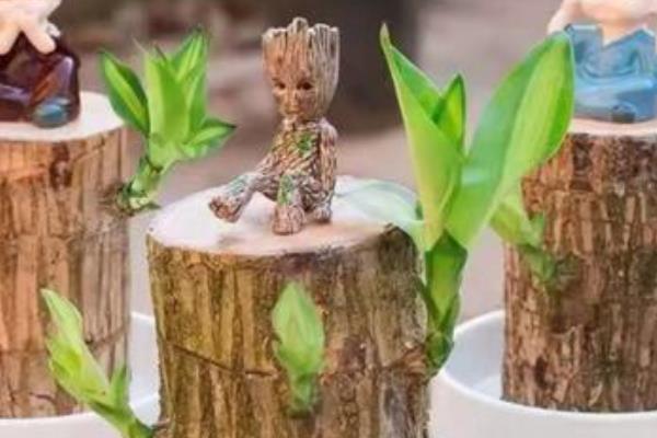 格鲁特小树人盆栽的寓意，寓意青春可爱、坚韧顽强等