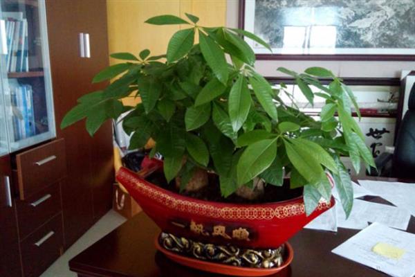 小发财树怎么养，生长期施一些含氮量比较高的花肥