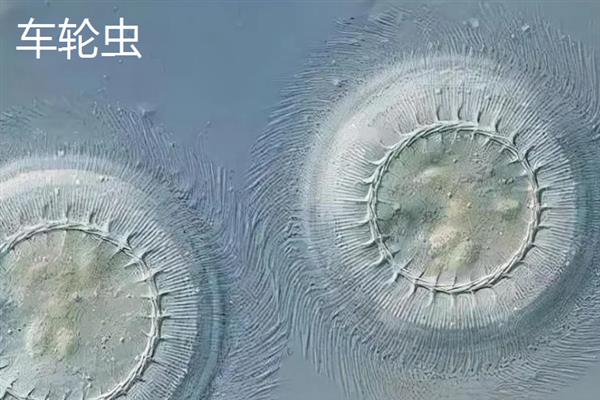 鱼鳃有寄生虫如何治疗，可以用小镊子将寄生虫拔除