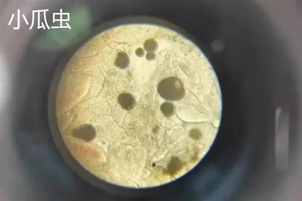 鱼鳃有寄生虫如何治疗，可以用小镊子将寄生虫拔除