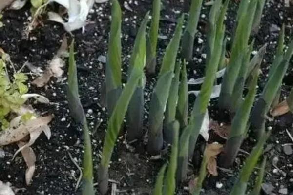 玉簪花的种植方法，在春秋两季种植为佳