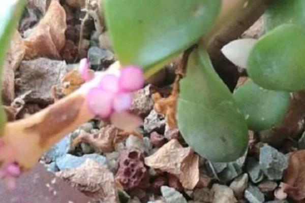 金枝玉叶夏天的养殖方法，适宜生长在光照充足的环境中