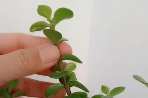 金枝玉叶夏天的养殖方法，适宜生长在光照充足的环境中