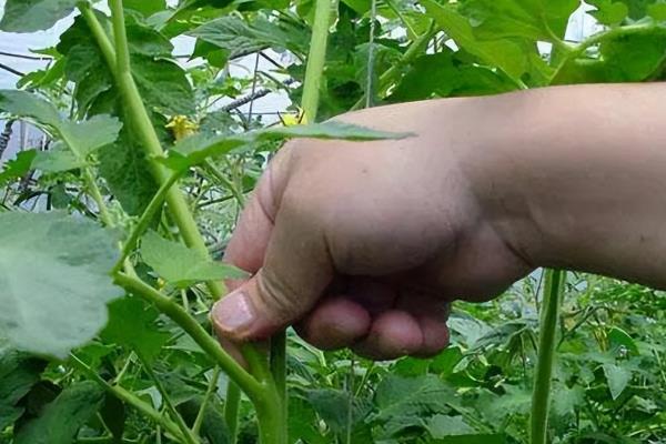 西红柿坐不住果的原因，可能是营养生长过盛或高温影响花芽分化