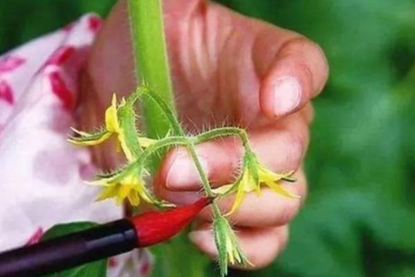 西红柿坐不住果的原因，可能是营养生长过盛或高温影响花芽分化