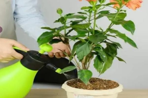 怎么养扶桑花，平时应保证充足的光照