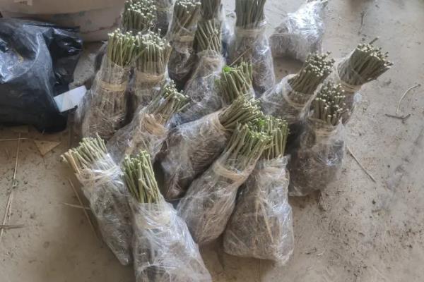 桑树的修剪方法，需将长势过长的枝条剪短