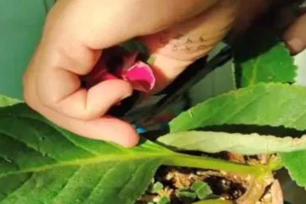 大岩桐一年开多少次花，它一年只能开花一次