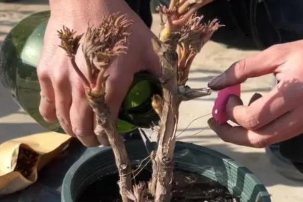 怎么养牡丹花，修剪主要有春夏修剪和冬季修剪