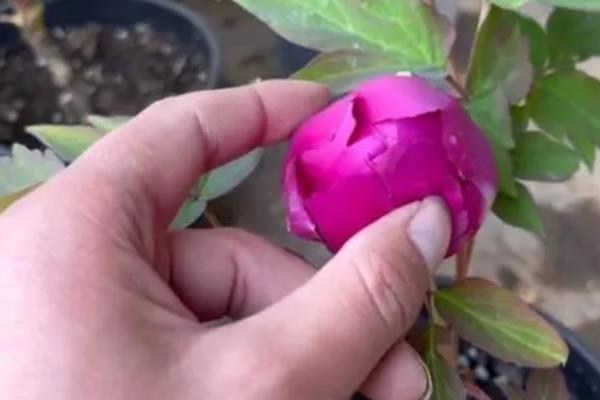 怎么养牡丹花，修剪主要有春夏修剪和冬季修剪