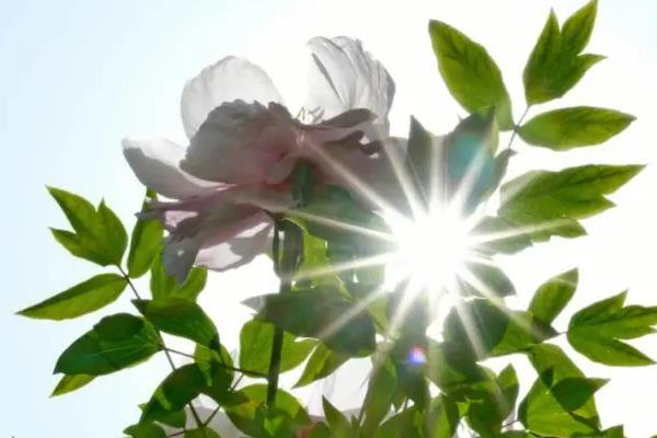 怎么养牡丹花，修剪主要有春夏修剪和冬季修剪