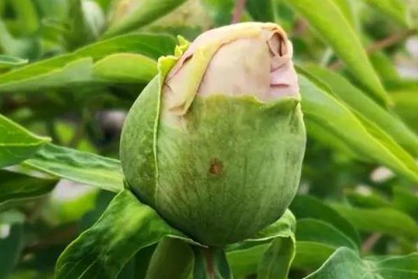 怎么养牡丹花，修剪主要有春夏修剪和冬季修剪
