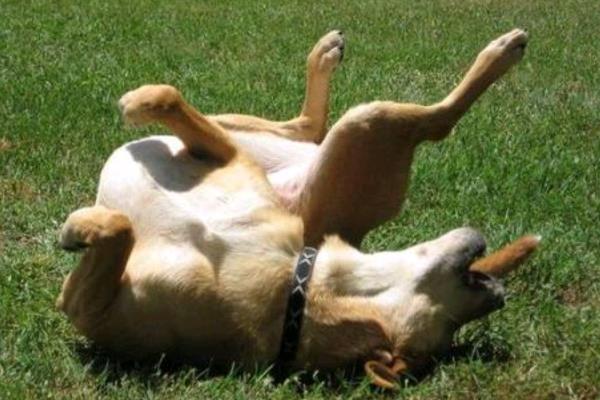犬癫痫是什么病，属于突然发作、脑功能紊乱的疾病