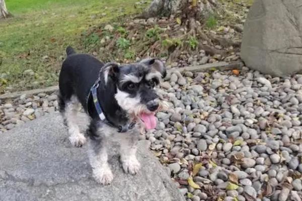 犬癫痫是什么病，属于突然发作、脑功能紊乱的疾病