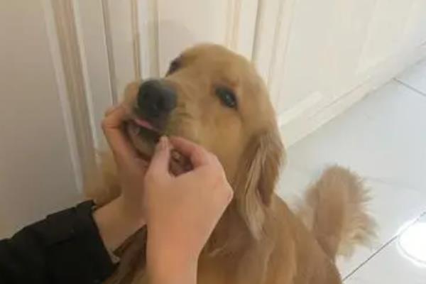 犬癫痫是什么病，属于突然发作、脑功能紊乱的疾病