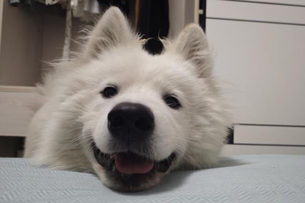 犬癫痫是什么病，属于突然发作、脑功能紊乱的疾病
