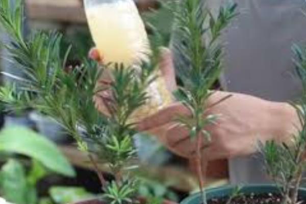 罗汉松如何养殖，喜欢温暖的环境