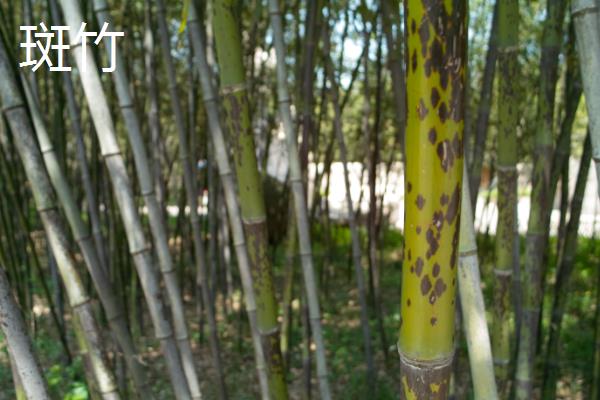 竹子的特征，地下茎节呈横向生长且有许多茎节