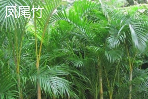竹子的特征，地下茎节呈横向生长且有许多茎节