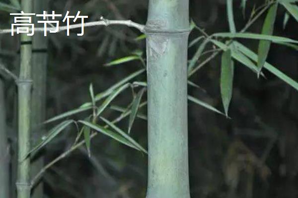 竹子的特征，地下茎节呈横向生长且有许多茎节