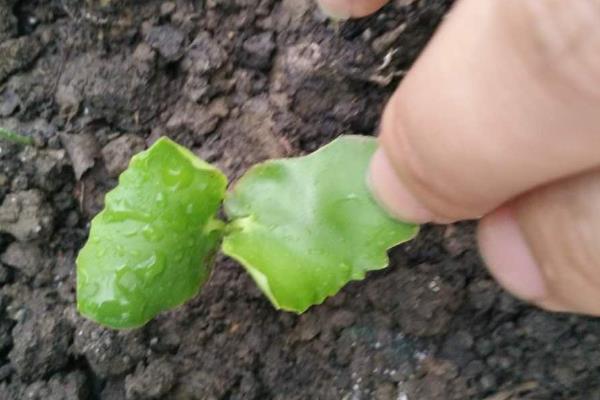 腊梅的种植方法，播种前需浸种催芽