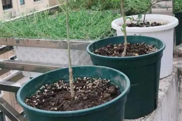 腊梅的种植方法，播种前需浸种催芽