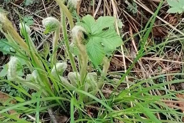 种薇菜用什么土，适合种在偏酸性的土壤中