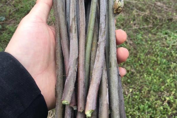 种薇菜用什么土，适合种在偏酸性的土壤中