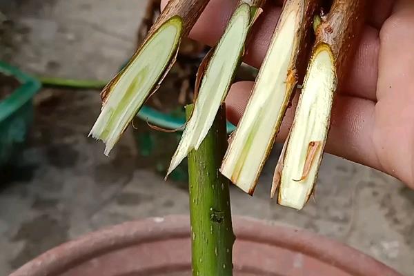 猕猴桃的嫁接方法，可芽接、根接和切接