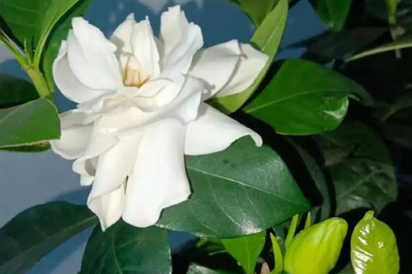 冬天栀子花叶子会不会发黄，如果养护不当是会枯萎发黄的