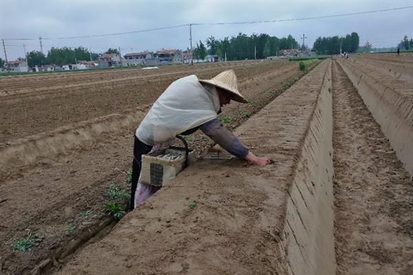 白芦笋采收后如何施肥，通常每年要追肥3-4次
