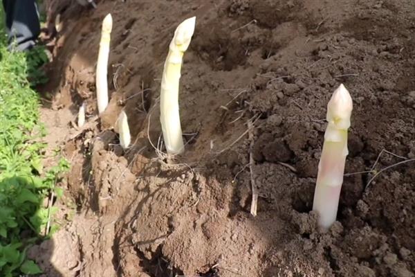 白芦笋采收后如何施肥，通常每年要追肥3-4次