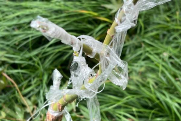 鸡爪槭如何繁殖，可嫁接、播种和扦插繁殖