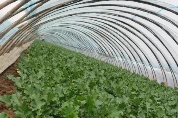 水萝卜何时采摘，在秋末冬初采摘最为适宜