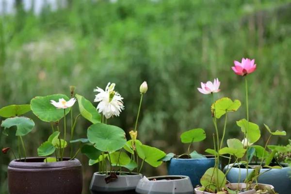 碗莲为什么不开花，可能是养分不足或空间不够等