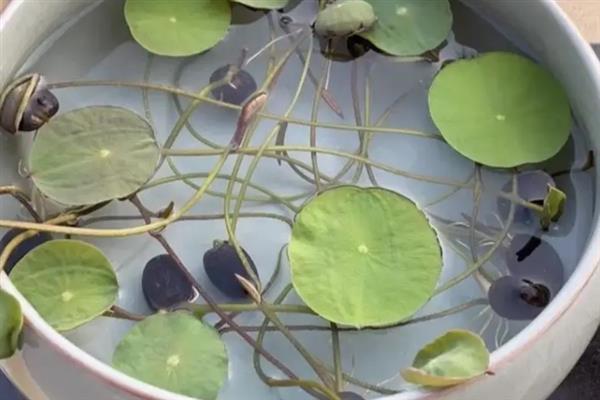 碗莲为什么不开花，可能是养分不足或空间不够等