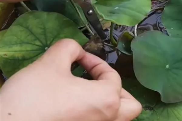 碗莲为什么不开花，可能是养分不足或空间不够等