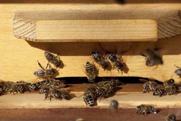 中蜂人工分蜂的时间，取决于气候、蜜源和蜂群