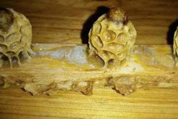中蜂人工分蜂的时间，取决于气候、蜜源和蜂群