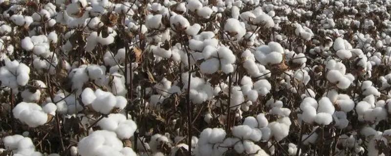 棉花的分类，分为长绒棉、细绒棉和粗绒棉