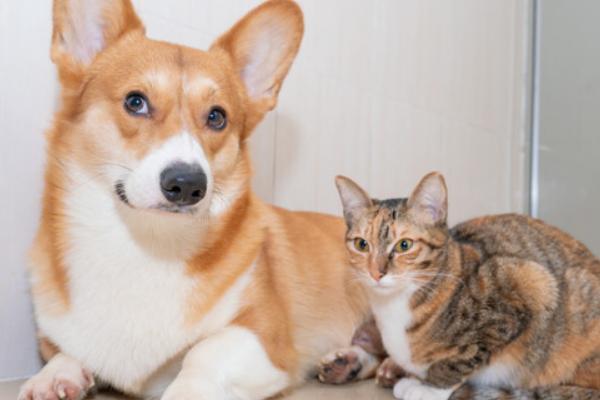 犬猫附红细胞体病的症状，病初仅见食欲稍差、精神沉郁等