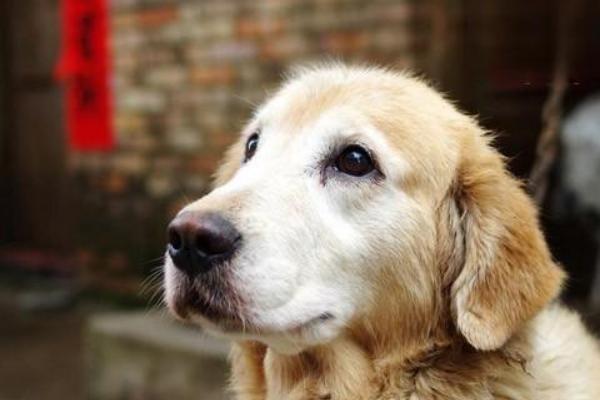 犬猫附红细胞体病的症状，病初仅见食欲稍差、精神沉郁等